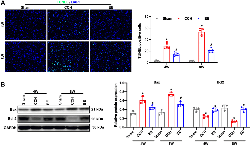 EE alleviates brain damage in CCH rats. (A) TUNEL staining was used to detect neuronal apoptosis in the frontal cortex and hippocampal in each group. Apoptosis-related proteins were detected by Western blot. TUNEL staining. Scale bar = 50 μm. *p #p N = 5. (B) Western blot. *p #p N = 3. Sham group, treated with an equal volume of vehicle; CCH group, chronic cerebral hypoperfusion and no treatment; EE group, CCH and treated with EE. *p #p 