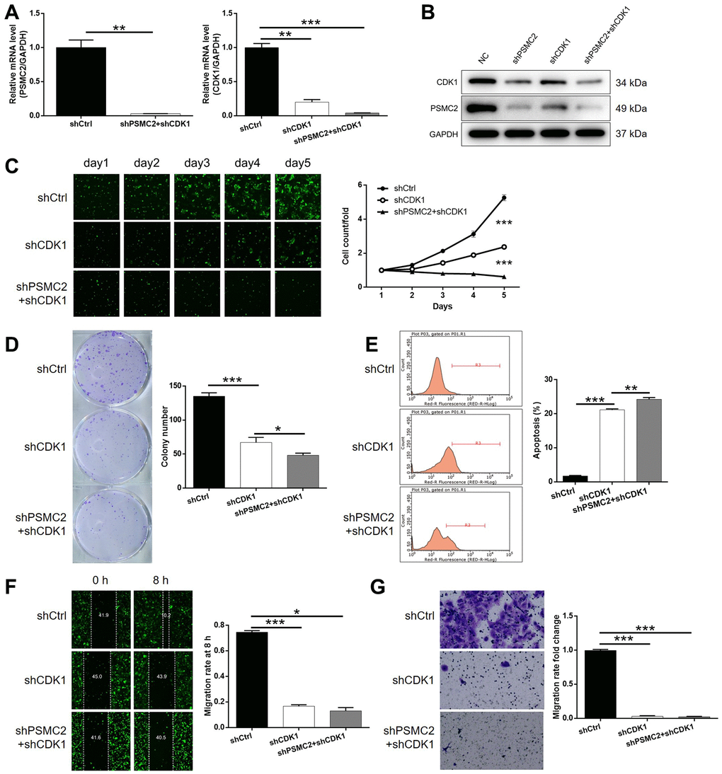 Knockdown of PSMC2 deepens the effects on CCA cells by CDK1 knockdown. (A, B) The expression of PSMC2 and CDK1 in HCCC-9810 cells transfected with shCtrl, shCDK1 and simultaneous shPSMC2 and shCDK1 were detected by qPCR (A) and western blotting (B). Cell models were subjected to the detection of cell proliferation by Celigo cell counting assay (C), colony formation (D), cell apoptosis (E), cell migration by wound-healing assay (F) and Transwell assay (G). The representative images were selected from at least 3 independent experiments. Data was shown as mean ± SD. *P P P 