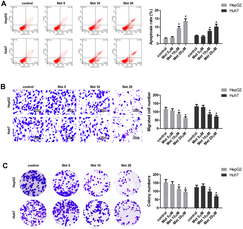 Met induced apoptosis and inhibited the migration and the colony formation of HepG2 and Huh7 cells in a dose-dependent manner. (A) Annexin V/PI staining and flow cytometry assays were performed to detect the apoptosis. (B) A transwell assay was used to evaluate cell migration. (C) A colony formation assay was performed to detect the colony formation ability. *P