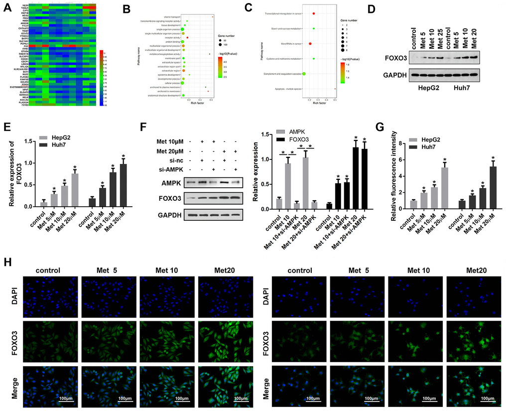 Met promoted FOXO3 expression level in HepG2 and Huh7 cells. (A) RNA-seq analysis was performed and the dysregulated genes are shown in the heat map. (B, C) GO/KEGG analysis was carried out to determine clusters of differentially expressed genes with enriched molecular functions. (D–F) Western blots was performed to evaluate protein expressions (G, H) immunofluorescence were performed to evaluate the expression of FOXO3 in HepG2 and Huh7 cell lines after treatment with different concentrations of Met. *P