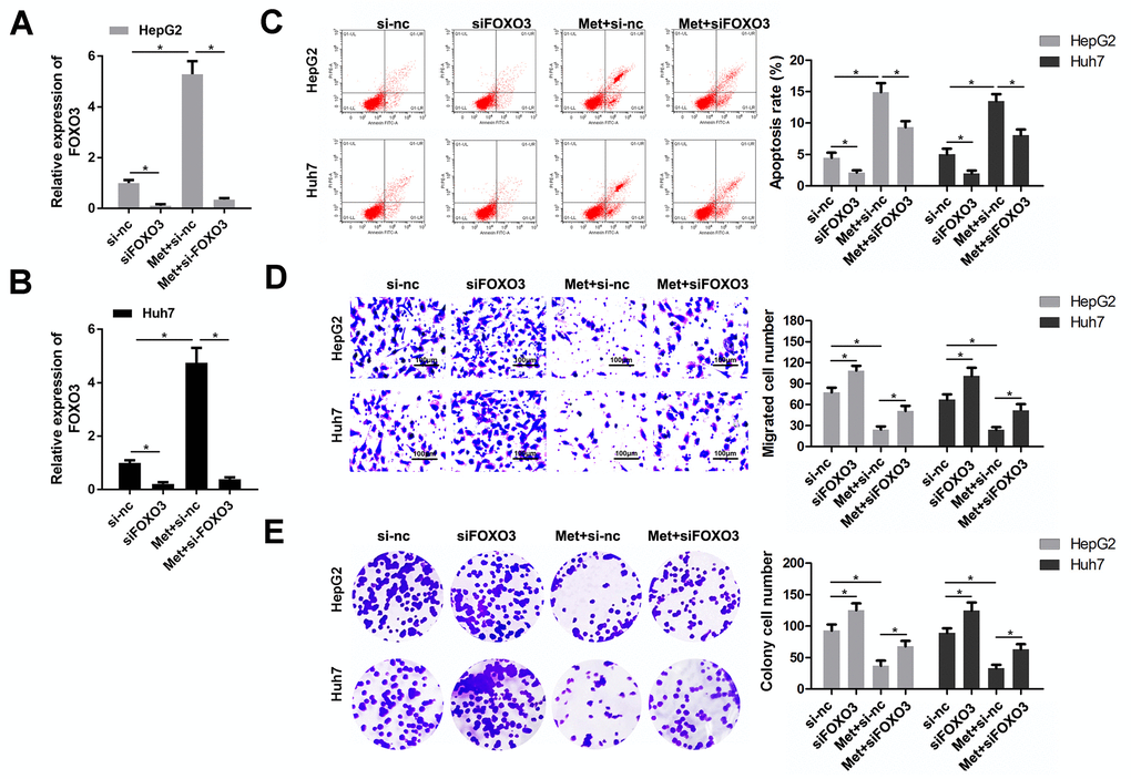 FOXO3 knockdown reversed the effects of Met on HepG2 and Huh7 cell apoptosis, migration, and proliferation. (A, B) qPCR was performed to evaluate the expression of FOXO3 in different groups. (C) Annexin V/PI staining and flow cytometry were performed to detect apoptosis. (D) A transwell assay was used to evaluate the migration. (E) A colony formation assay was performed to detect the colony formation ability. *P