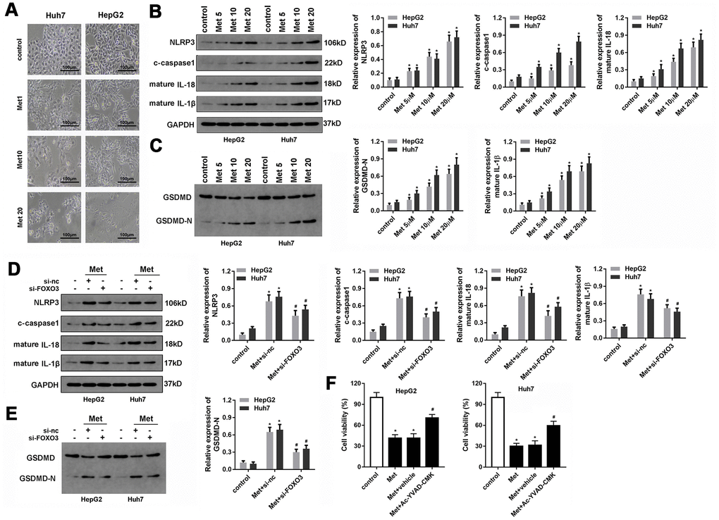 Met induced pyroptosis in HepG2 and Huh7 cells. (A) Morphologic observation of the HepG2 and Huh7 cell lines after treatment with different concentrations of Met. (B, C) Western blot was performed to evaluate the expression level of pyroptosis-related proteins NLRP3, cleaved-caspase1, IL-1β, IL-18, and GSDMD after Met treatment. (D, E) Western blot was performed to evaluate the expression level of pyroptosis-related proteins NLRP3, cleaved-caspase1, IL-1β, IL-18, and GSDMD after co-treatment with different concentrations of Met and si-FOXO3. (F) MTT was used to evaluate the cell viability of HepG2 and Huh7 cells. *P#P