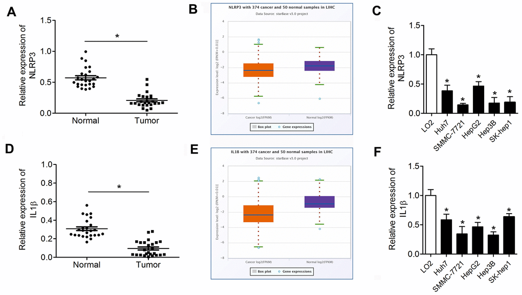 NLRP3 and IL-1β are downregulated in HCC tissues and cell lines. (A, D) qPCR was performed to evaluate NLRP3 and IL-1β expression in HCC tumor tissues and paracancerous tissues. (B, E) The expression data of NLRP3 and IL-1β in the starBase dataset. (C, F) Western blot was performed to evaluate the expression of NLRP3 and IL-1β in HCC cell lines. *P