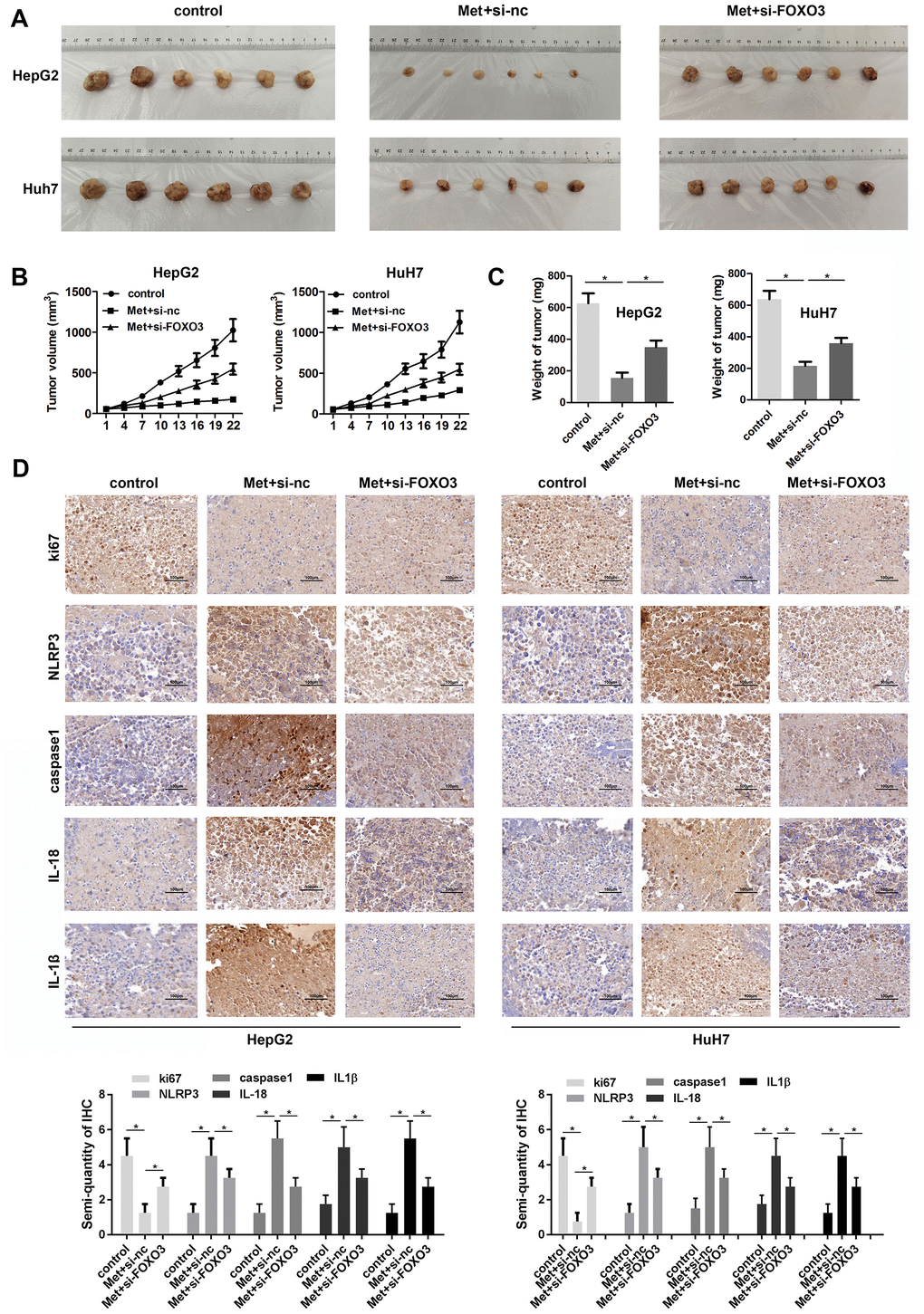 Met inhibits HCC cell growth in vivo. (A) Image of tumors in each group. (B) Growth curves of the tumors in each group. (C) Tumor weights in the different groups. (D) IHC was used to evaluate the expression of Ki-67, NLRP3, caspase1, IL-1β, and IL-18. *P