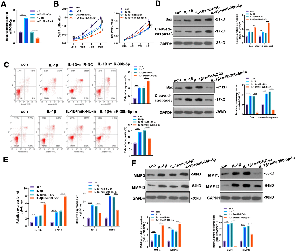 Overexpressing miR-30b-5p aggravated IL-1β-mediated chondrocyte apoptosis and inflammation. miR-30b-5p mimics and inhibitors were transferred into HC-A cells, respectively. (A) RT-qPCR verified transfection validity. (B, C) CCK8 and flow cytometry tested cell viability and apoptosis, respectively. (D) Profiles of Bax and Cleaved-Caspase3 were examined by WB. (E, F) The expression of IL-1β, TNFα, MMP3, and MMP13 was monitored by RT-qPCR and WB. **PP