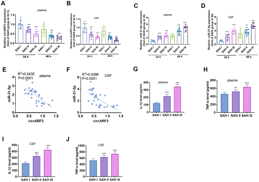 CircARF3 was down-regulated in plasma and CSF of SAH patients. (A–D) RT-PCR was used to detect the changes of circARF3 (A, B) and miR-31-5p (C, D) in plasma and cerebrospinal fluid (CSF) of patients with different grades of SAH. (E, F) The correlation between circARF3 and miR-31-5p in plasma and CSF of SAH patients was analyzed by Pearson linear regression. (G–J) Levels of IL-1β and TNF-α in plasma and CSF samples of SAH patients were determined by ELISA. * * * indicated that P 