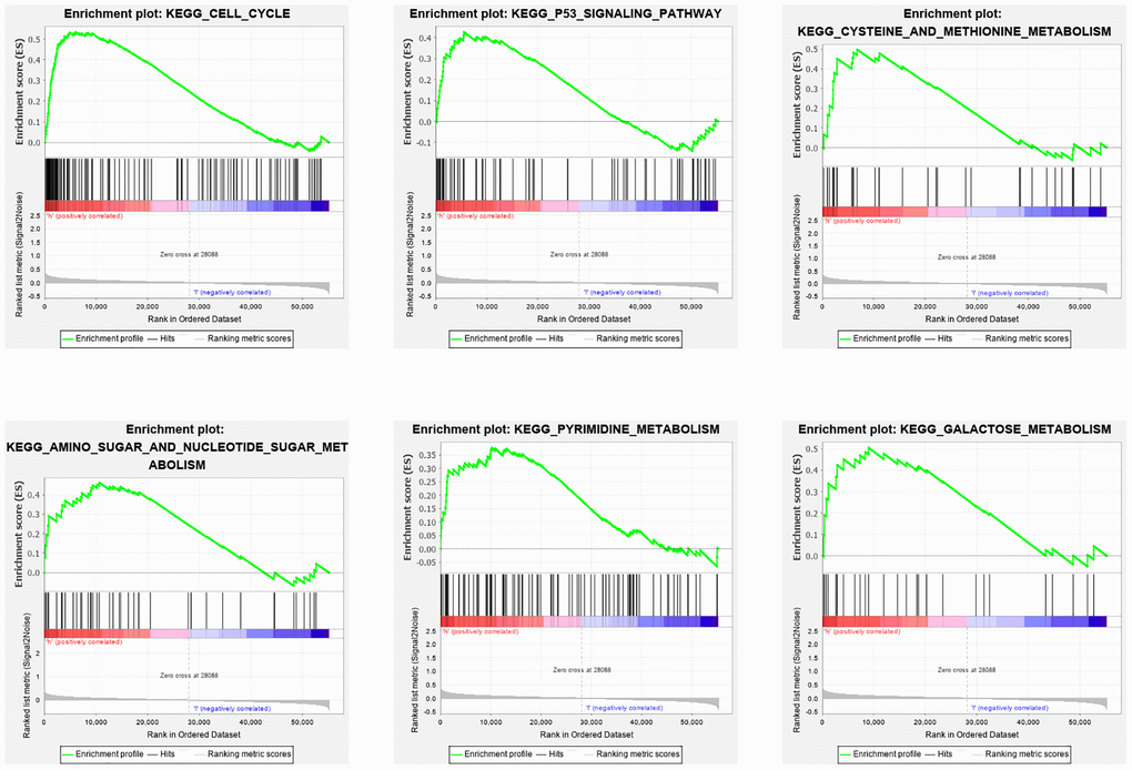 GSEA analysis of differentially expressed genes in high and low risk groups. The GSEA analysis revealed a remarkable enrichment of tumor and metabolism-related phenotypes in the high-risk group.