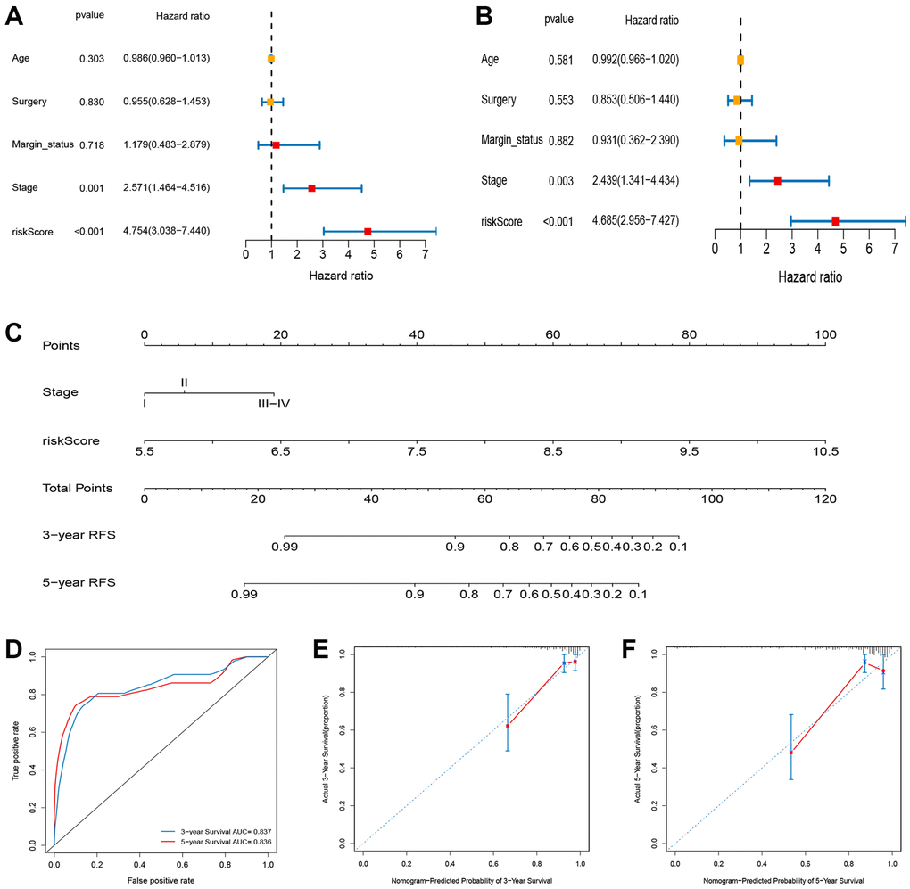 Construction and evaluation of nomogram for survival prediction of BC patients based on risk score and clinical variables. (A) Univariate Cox regression analysis. (B) Multivariate Cox regression analysis. (C) Nomogram for predicting the 3- and 5-year RFS of BC patients. (D) ROC curves for 3- and 5-year RFS of the nomogram. (E, F) Calibration curves for predicting 3- and 5-year RFS.