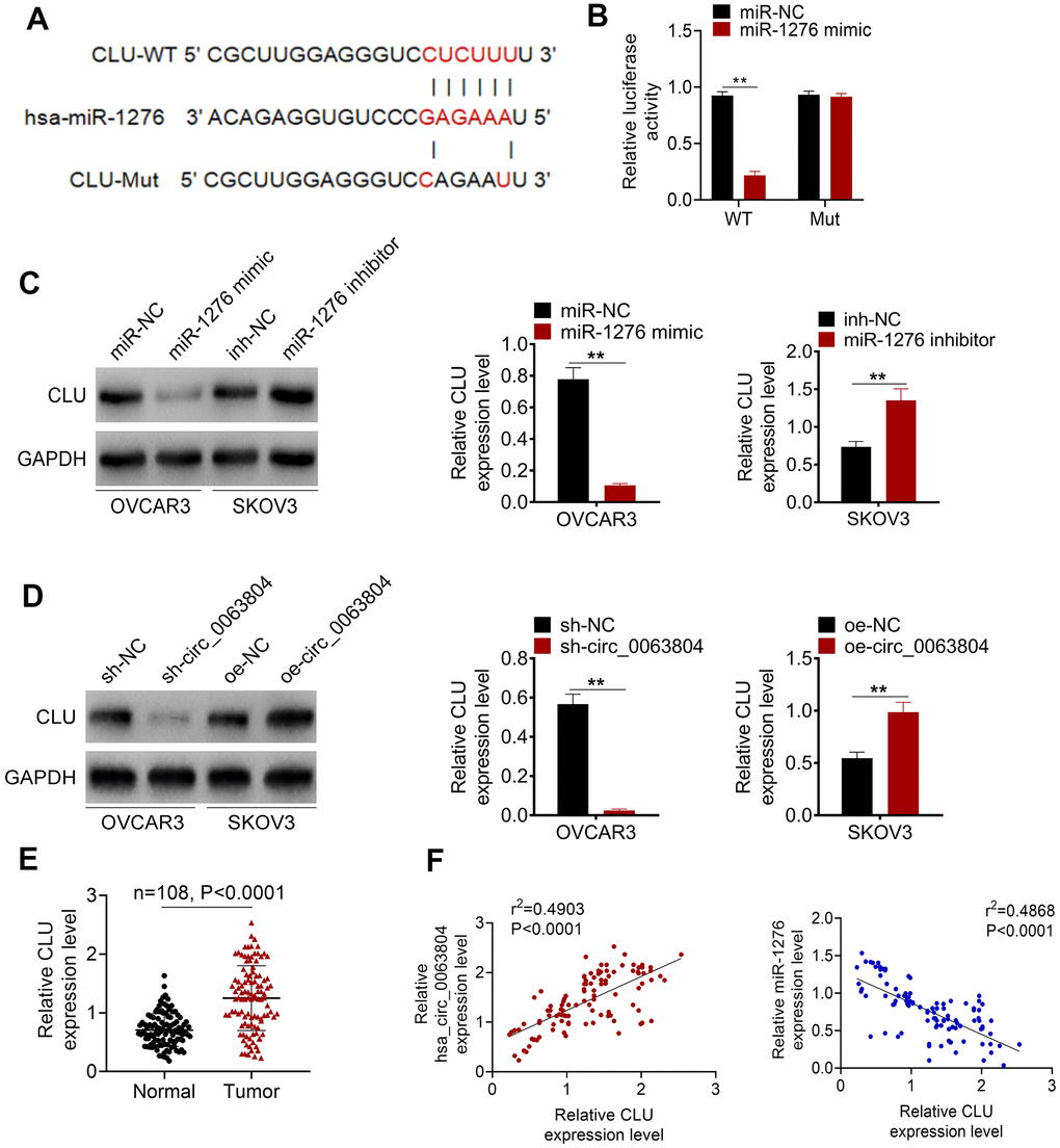 CLU was directly inhibited by miR-1276 and up-regulated in OC patients. (A) The binding site of CLU-WT or -Mut for miR-1276 was shown. (B) Luciferase reporter assay showed that CLU was a target gene of miR-1276. (C) miR-1276 up-regulation decreased CLU expression, and miR-1276 down-regulation increased CLU expression. (D) circ