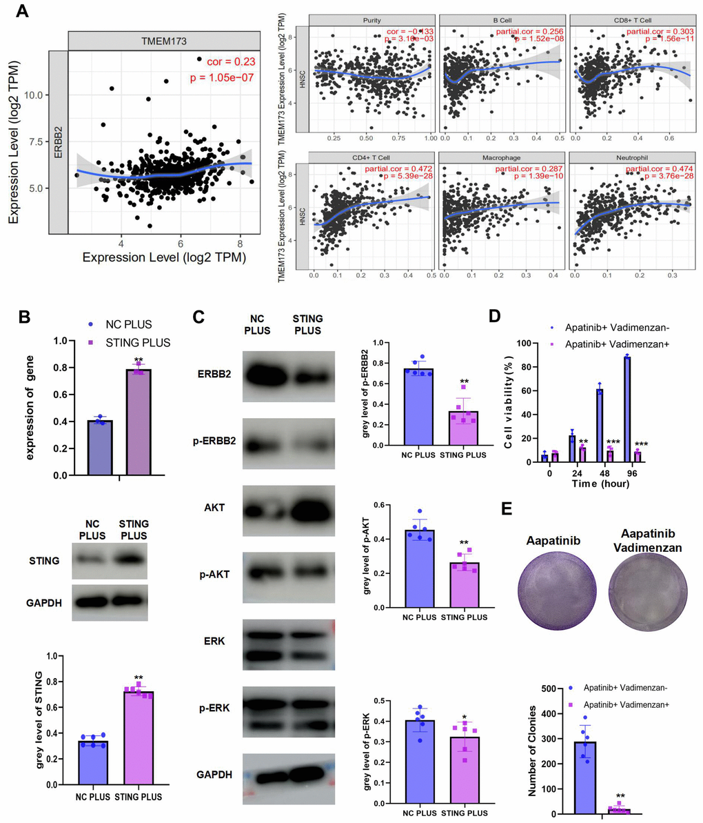 The combination of STING and apatinib re-sensitizes AR cells to apatinib (A) The positive correlation between STING and TILs was confirmed using TIMER 2.0. (B) AR cells were transfected with a STING overexpression plasmid, qRT-PCR and western blot result confirmed the successful establishment of STING PLUS AR cells. (C) Levels of ERBB2, AKT, ERK, p-ERBB2, p-AKT, and p-ERK were detected using western blotting. Compared with NC PLUS cells, the levels of ERBB2, p-ERBB2, p-AKT, and p-ERK were downregulated in STING PLUS cells. (D) MTT assay illustrating the cell viability of NC PLUS and STING PLUS AR cells after apatinib (20 μM) treatment for different times. The combination of STING and apatinib re-sensitized AR cells to apatinib. (E) Colony formation was inhibited in the combination group compared with that in the groups treated with each drug alone. *P 