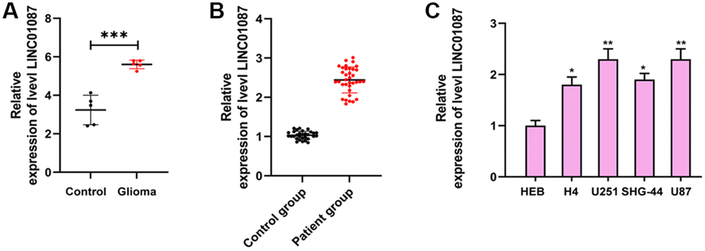 Expression of LINC01087 in glioma. (A) Relative expression of LINC01087 in GSE103229 expression profiling (***P B) The relative expression of LINC01087 in tumor tissues of glioma patients was detected by qRT-PCR (***P C) The relative expression of LINC01087 in glioma cells was tested by qRT-PCR (*means P **means P 