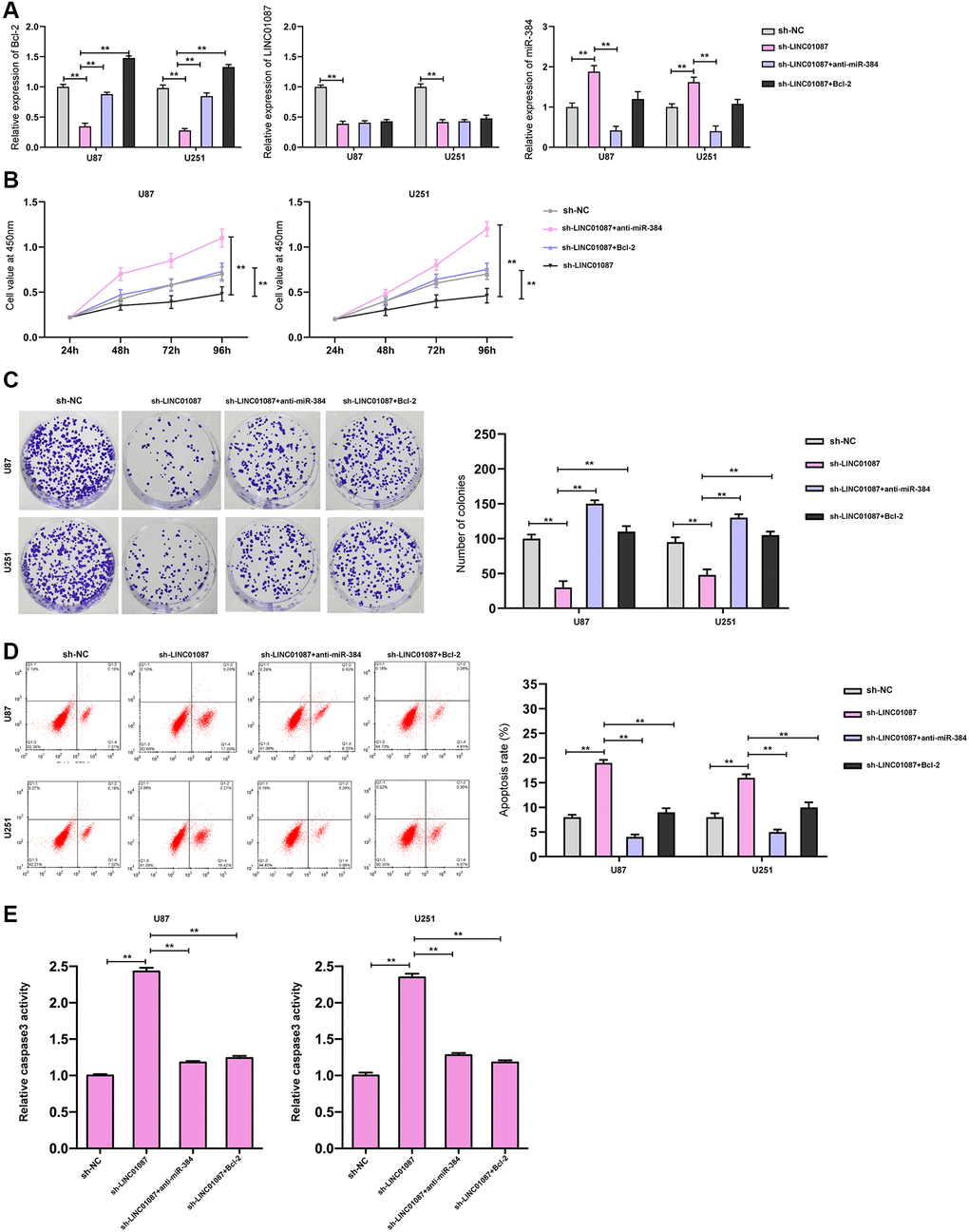 LINC01087 regulates miR-384/Bcl-2 to take part in the proliferation and apoptosis of glioma. (A) qRT-PCR detected the relative expression levels of Bcl-2, LINC01087, and miR-384 in cells after co-transfection. (B) Proliferation of glioma cells after co-transfection was tested by CCK-8. (C) The changes of cloning of glioma cells after co-transfection were detected by cloning experiment. (D) The apoptosis rate of glioma cells after co-transfection was tested by flow cytometry. (E) The relative caspase-3 activity was measured by the caspase-3 activity kit. (*P **P 