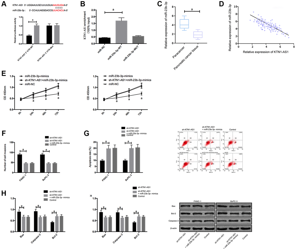 KTN1-AS1 inhibited its expression by binding to miR-23b-3p. (A) DLR assay. (B) RIP experiment. (C) MiR-23b-3p expression in PC tissue. (D) Correlation analysis between KTN1-AS1 and miR-23b-3p. (E) Effects of miR-23b-3p on the proliferation of PC cells. (F) Effects of miR-23b-3p on the invasion of PC cells. (G) Effects of miR-23b-3p on the apoptosis rate of PC cells. (H) Effects of miR-23b-3p on apoptosis-related proteins in PC cells. a indicates P 