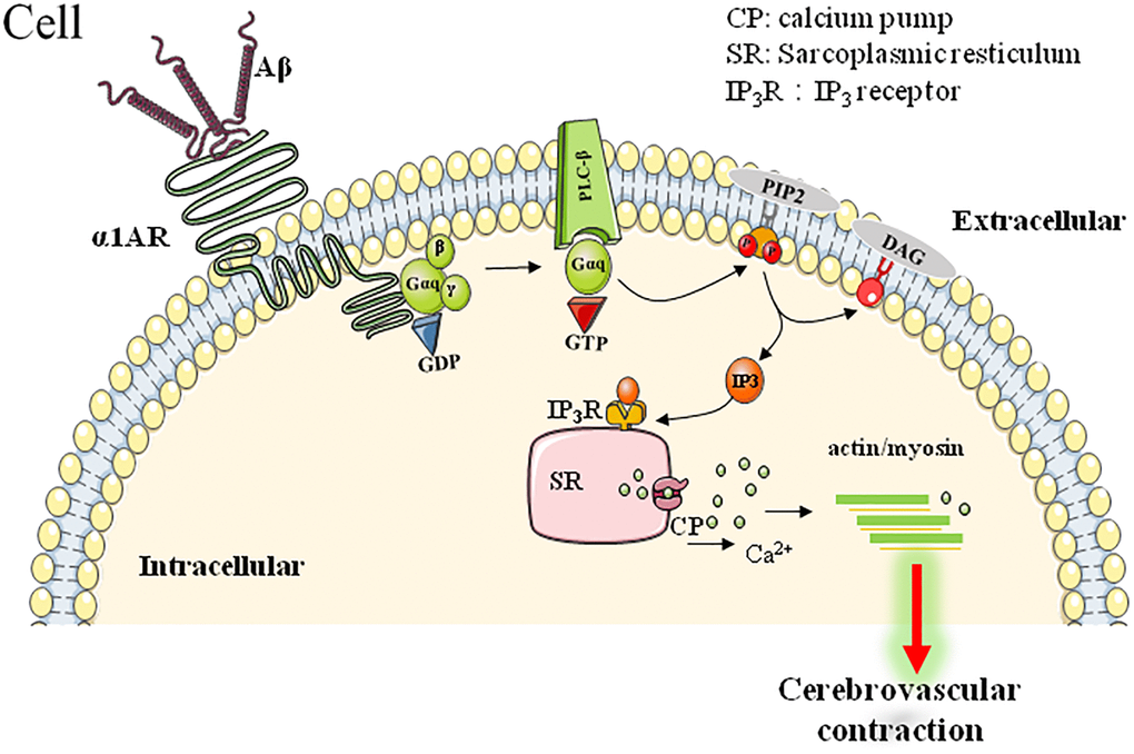 α1AR-mediated downstream signaling pathway involved in Aβ-induced cerebrovascular abnormalities.