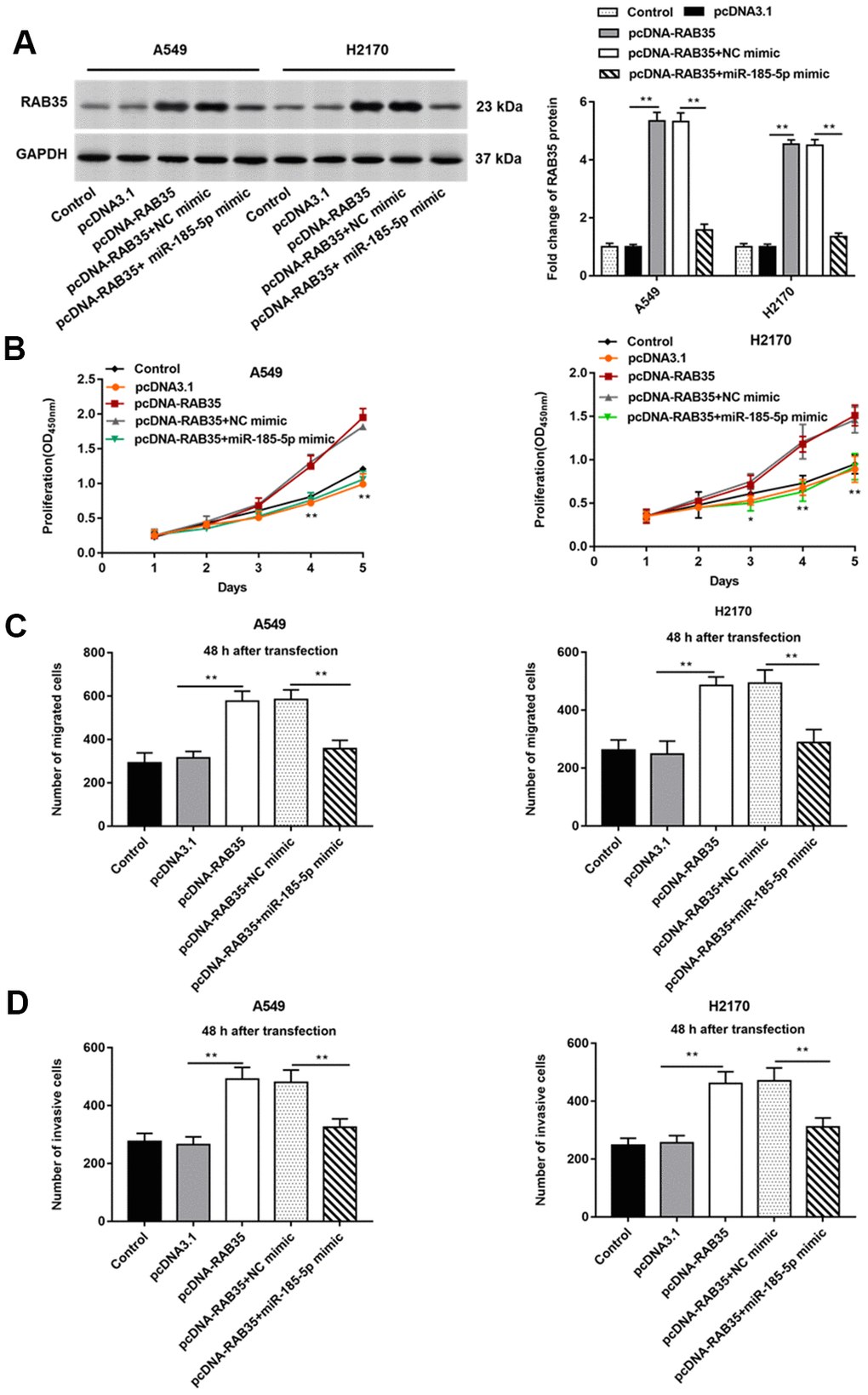 MiR-185-5p inhibits proliferation, migration and invasion of NSCLC cells by targeting RAB35. The pcDNA-RAB35 was transfected into A549 cells and H2170 cells alone or together with miR-185-5p mimic, respectively. (A) Fold change of RAB35 protein was analyzed by Western blotting, and we found that miR-185-5p mimic reversed the promoting effect of pcDNA-RAB35 on RAB35 protein expression. (B) The cell proliferation of A549 and H2170 cells at day 1, 2, 3, 4, 5 after transfection was measure by CCK-8 assay. (C) Transwell cell migration assay was used to measure the migration of A549 cells and H2170 cells. (D) The cell invasion was detected by Transwell cell invasion assay. We found that miR-185-5p mimic reversed the promoting effect of pcDNA-RAB35 on cell proliferation, migration and invasion. β-actin was used as an internal reference. N=6, ** P