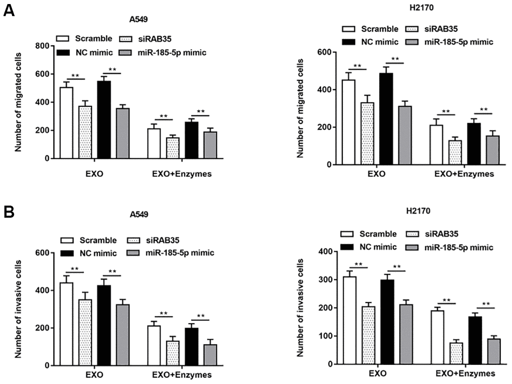 NSCLC cell-derived exosomes with RAB35 knockdown or miR-185-5p overexpression (Enzyme treated) inhibited NSCLC cell migration and invasion. The exosomes secreted by A549 cells and H2170 cells were treated with enzyme and then added into the two kinds of cell models with downregulation of RAB35. (A) Transwell cell migration assay was used to measure the migration of A549 cells and H2170 cells, and the results showed that the promoting effects of exosomes secreted by A549 and H2170 cells on cell migration and invasion were attenuated under the action of enzymes. (B) The cell invasion was detected by Transwell cell invasion assay. N=6, ** P