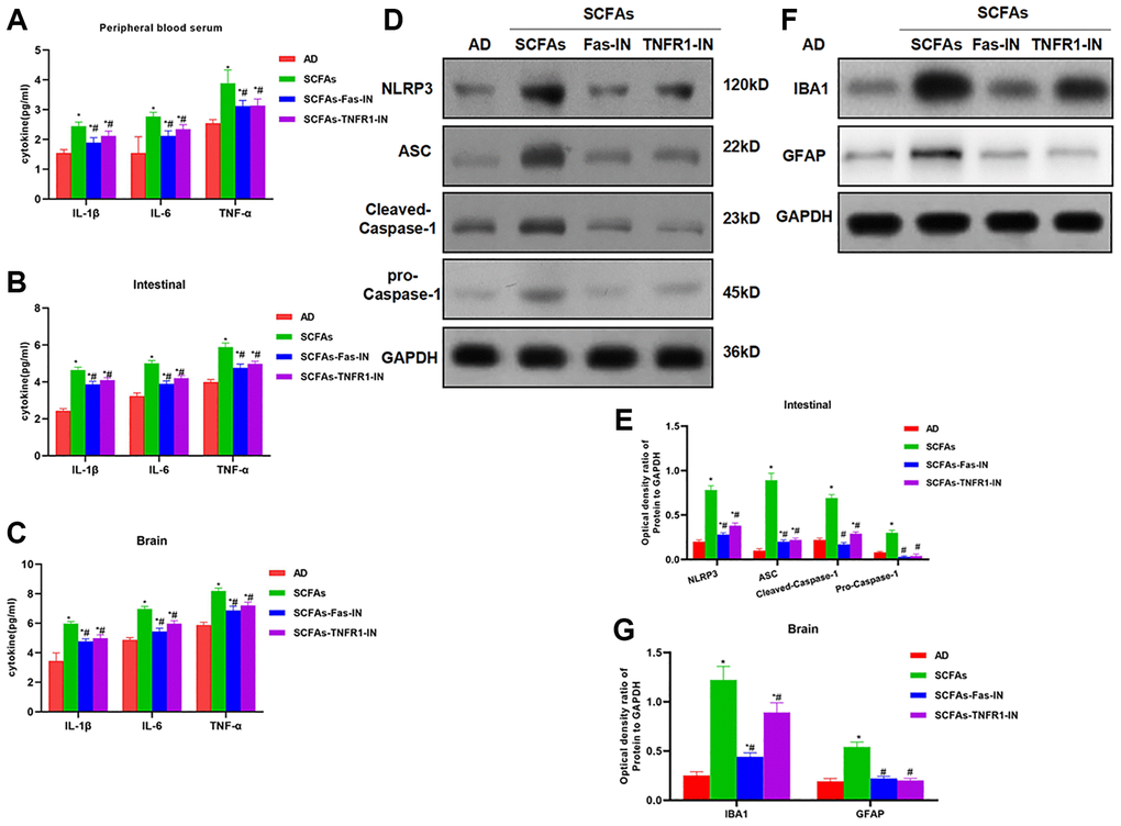 Effects of Fas-IN and TNFR1-IN on the expression of inflammatory factors and NLRP3 activation. (A–C) Results of expression of inflammatory factors (x¯ ± s, n = 10): SCFAs could up-regulate the expression of inflammatory factors (IL-1β, IL-6 and TNF-α) in peripheral blood, intestine and brain of mice, comparison with AD group, *P #P D–E) Result of NLRP3 inflammasome activation in mouse intestine (x¯ ± s, n = 10): Fas-IN and TNFR1-IN could down-regulate the activation of NLRP3 inflammasome, and down-regulate the expression of NLRP3, ASC, cleaved-Caspase-1 and pro-Caspase-1, comparison with AD group, *P #P F–G) Expression level of microglia activation marker (IBA-1 and GFAP) in brain tissue (x¯ ± s, n = 10): Fas-IN and TNFR1-IN could induce the expression of IBA-1 and GFAP. Comparison with AD group, *P #P 