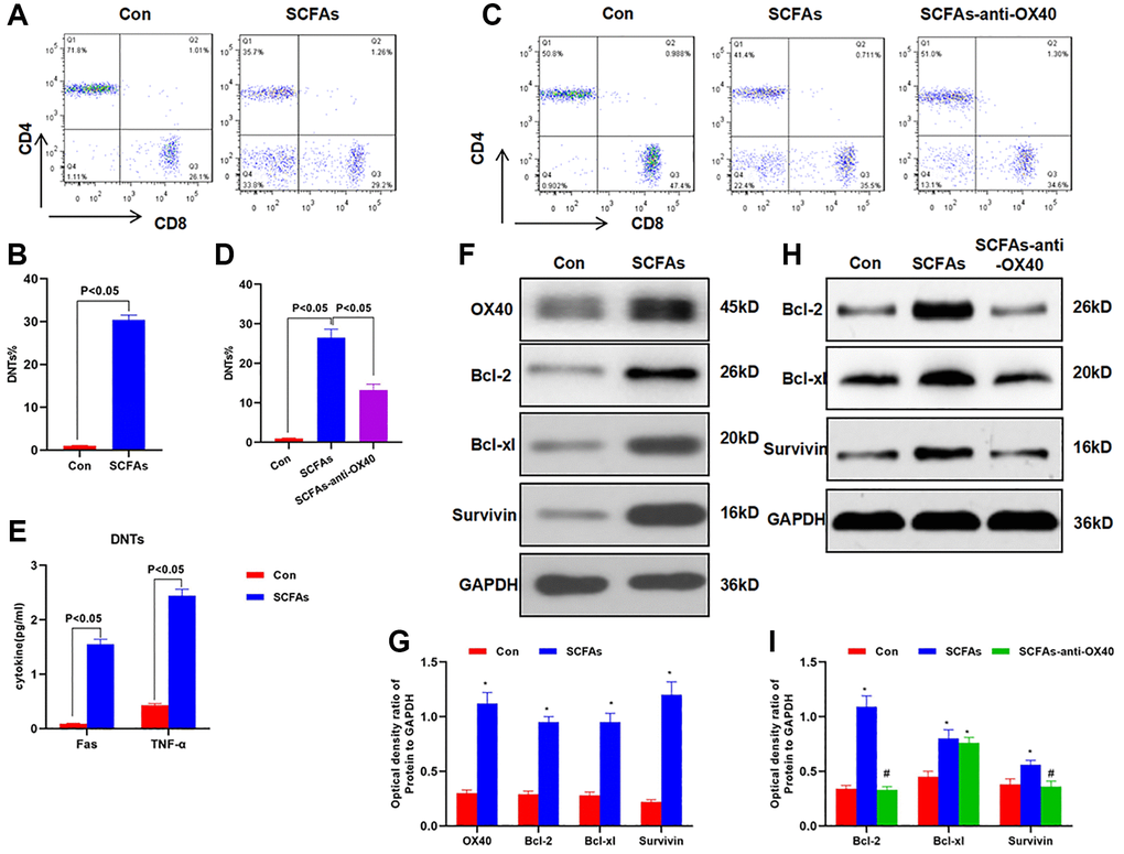 SCFAs promoted the formation of DNTs through OX40. (A–B) SCFAs promoted the formation of DNTs in vitro (x¯ ± s, n = 3): Cells in the SCFAs group were co-cultured with acetic acid (5 mM), propionic acid (1 mM) and butyric acid (1 mM) for 24 h, The proportion of DNTs in the SCFAs group was increased, and SCFAs promoted the formation of DNTs. Significant difference between groups, P C–D) Effect of OX40 inhibition on the formation of DNTs (x¯ ± s, n = 3): after OX40 inhibition, the proportion of DNTs in the SCFAs-anti-OX40 group was significantly down-regulated than that in the SCFAs group. Significant difference between the groups, P E) Detection of Fas and TNF-α secretion in DNTs (x¯ ± s, n = 3): the expression of Fas and TNF-α in DNTs was significantly up-regulated, which was significantly higher than that of the Con group. Comparison between groups, P F–G) Effect of SCFAs on the activation of OX40 in DNTs (x¯ ± s, n = 3): the expression of OX40, Bcl-2, Bcl-xl and Survivin was significantly up-regulated in the SCFAs group, which was higher than that of the Con group. Comparison with the Con group, *P H–I) Effect of OX40 inhibition on the expression of related protein (x¯ ± s, n = 3): anti-OX40 pretreatment could significantly inhibit the expression of Bcl-2, Bcl-xl and Survivin. Comparison with the Con group, *P #P 