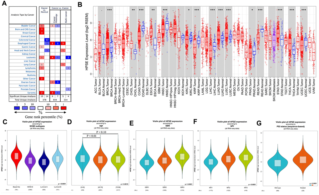 HPSE expression in different types of human cancers, and relationship between HPSE expression and clinicopathological parameters in breast cancer patients. (A) Increased or decreased HPSE in data sets of different cancers compared with normal tissues in the Oncomine database. The graphic demonstrates the numbers of datasets with statistically upregulated (red) or downregulated (blue) expression of the target mRNA. The grid color is determined by the best gene rank percentile for the analyses within the grid. The Arabic number in each grid represents the number of analyses that met the criteria Gene HPSE. The gene rank was analyzed by the percentile of target genes of HPSE in the top of all genes measured. (B) Human HPSE expression in different tumor types in TCGA database determined by TIMER (*P C), age (D), SBR (E), NPI (F), and P53 status (G).