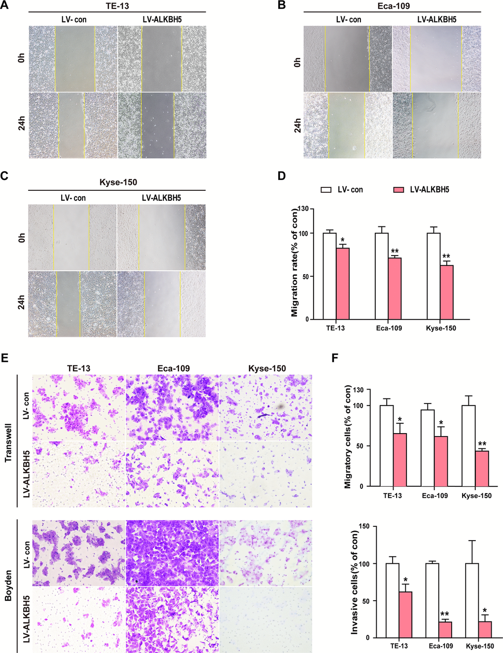 Ectopic expression of ALKBH5 inhibited the migration and invasion of ESCC cells in vitro. (A–D) Wound healing assays were performed in ALKBH5-expressing ESCC cells. The migration ability was determined by measuring the distance from the boundary of the scratch created to the cell-free space after 24 h. (E, F) The migratory and invasive activities of ALKBH5-expressing ESCC cells based on transwell migration and Boyden invasion assays, respectively. The average number of cells per field was calculated from three independent experiments (original magnification: ×200).