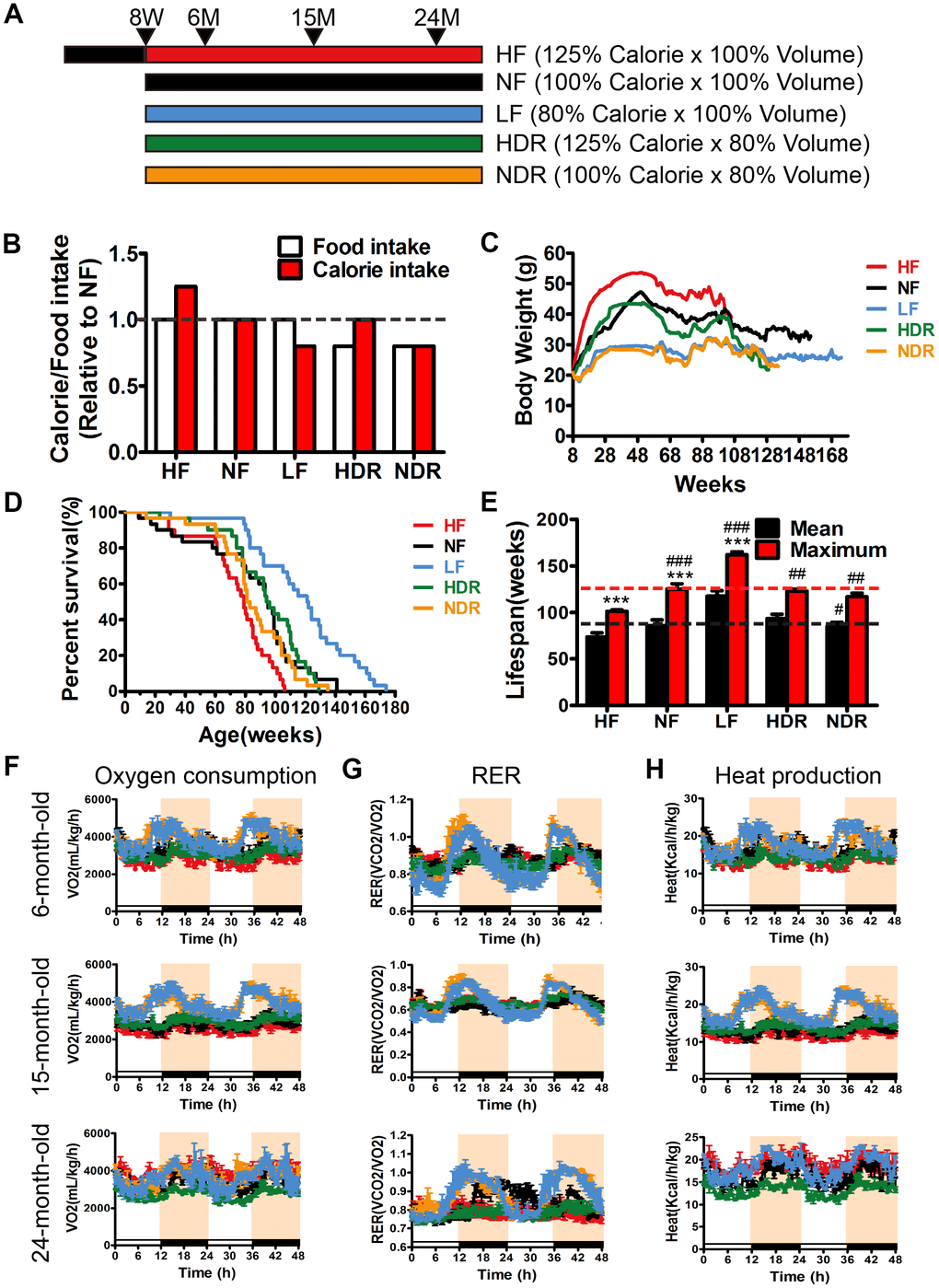 Study design, lifespan and metabolic phenotypes of mice under different dietary regimens. (A) The study design. NF mice had ad libitum access to normal chow. HF mice had ad libitum access to a high-calorie diet. (B) Food intake and calorie intake were calculated based on the daily food consumption of mice during the intervention (n=30 per group). (C) A line plot showing the average weekly weight in grams (mean ± SEM) of mice under different conditions (n=30 per group). HF mice gained weight, whereas HDR mice, despite being on a high-calorie diet, were indistinguishable from NF controls. (*PD) Kaplan-Meier survival curves (n=30) showing significant difference in the lifespan between interventions according to the log-rank test (PE) Mean and maximum lifespans of mice in the five intervention groups as calculated from the Kaplan-Meier survival curves. The maximum lifespan was calculated as the average of the oldest 20% of mice in each group. (F) Oxygen consumption, (G) respiratory exchange ratio (CO2 exhaled/O2 inhaled), and (H) heat production at different ages (n=5 per group). #P##P###P*P**P***P