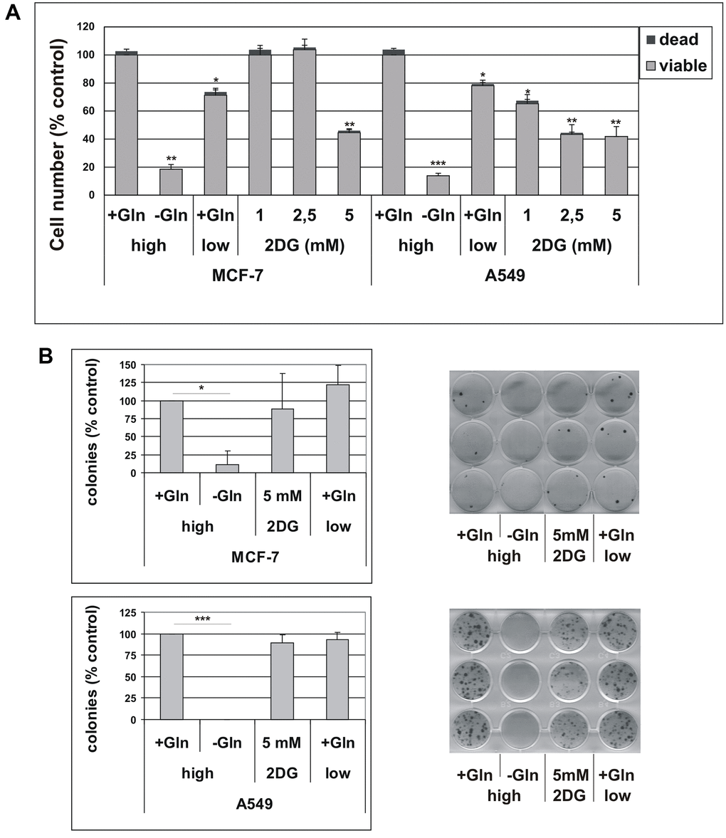 (A) Effect of glutamine deprivation on cell viability. MCF-7 and A549 cells were grown for 72 hours in either high-glucose (high) or low-glucose (low) medium, in the presence (+Gln) or in the absence (−Gln) of 2 mM glutamine or in the presence of indicated concentrations of 2-deoxyglucose (2DG). Cells were stained with trypan blue and counted. The percentage of dead, trypan blue-positive cells is shown. Data are mean ± S.D. of three independent experiments. (B) The effect of glutamine deprivation on TIS escape. Doxorubicin-induced senescent MCF-7 and A549 cells were grown in high-glucose (high) or low-glucose (low) medium, in the presence (+Gln) or in the absence (−Gln) of 2 mM glutamine or in the presence of 2-deoxyglucose (2DG). Colonies that evaded the senescent growth arrest were stained and counted. Left panels: quantification of the colony escape assay. Data are mean ± S.D. of three independent experiments. Right panels: representative images of colony escape assay.