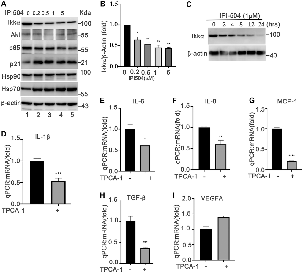 NF-kB pathway is involved in HSP90-regulated expression of senescence-associated cytokines in senescent RPE cells in vitro. (A) Immunoblot of IKKα AKT, p65, p21, HSP90, HSP70, HSC70 and β-actin in day-4 senescent ARPE-19 cells treated with PBS (sham) (lane 1) or IPI-504 at concentrations 0.25, 0.5, 1 and 5 μM (lanes 2–5). (B) Densitometry quantitation of IKKα in A. The results shown are mean ± SD. The two-tailed unpaired t-test was used for statistical analysis (n = 4). (C) Immunoblot of IKKα and GAPDH in day-4 senescent ARPE-19 cells that were treated with media containing PBS (sham, lane 1), 1 μM IPI-504 for 2, 4, 8, 12, 24 hours (lanes 2–6). (D–I) mRNA expression of IL-1β, IL-6, IL-8, MCP-1, TGF-b and VEGFA in day-4 senescent ARPE-19 cells treated with or without IKKα/IKKβ inhibitor TPCA-1. The data were collected from 5 independent experiments, the two-tailed unpaired t-test was used for statistical analysis, *p ***p 