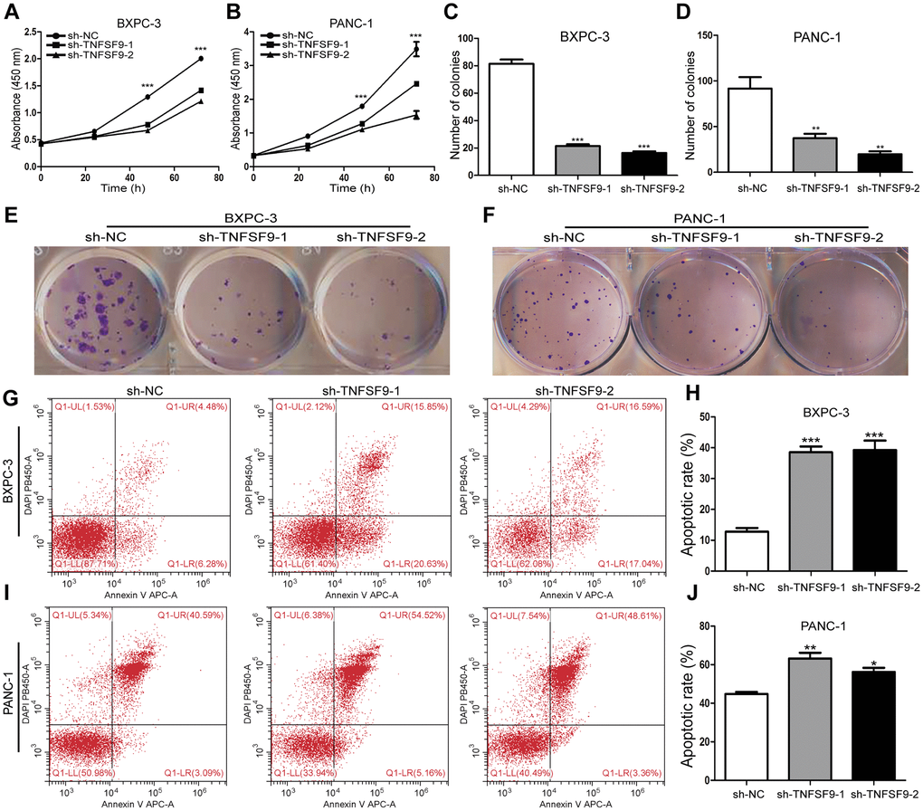 TNFSF9 knockdown inhibits the proliferation of pancreatic cancer cells and promotes the apoptosis of pancreatic cancer cells. (A, B) Cell counting kit-8 was used to evaluate the proliferation of BXPC-3 and PANC-1 cells after TNFSF9 knockdown. (C–F) Colony formation was used to analyze the proliferation of BXPC-3 and PANC-1 cells after TNFSF9 knockdown. (G–J) Flow cytometry was used to analyze the apoptosis of BXPC-3 and PANC-1 cells after TNFSF9 knockdown. *P **P ***P 