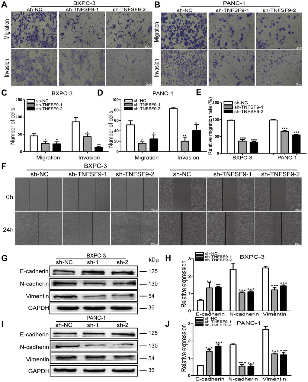 Knockdown of TNFSF9 inhibits the migration and invasion of pancreatic cancer cells. (A–D) Transwell experiment was used to analyze the migration and invasion of BXPC-3 and PANC-1 cells after TNFSF9 knockdown. (E, F) The cell scratch test was used to analyze the migration of BXPC-3 and PANC-1 cells after TNFSF9 knockdown. (G–J) Western blots were used to analyze the expression levels of EMT-associated proteins; Vimentin, N-cadherin and E-cadherin in BXPC-3 and PANC-1 cells after knockdown of TNFSF9. *P **P ***P 