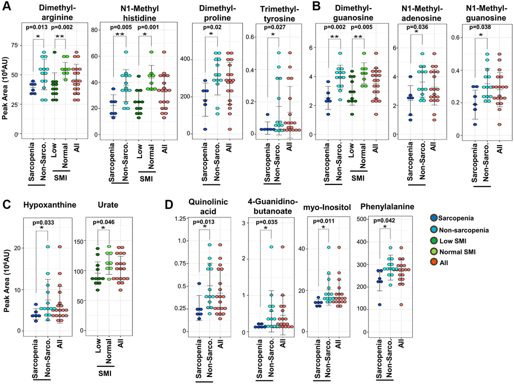 Sarcopenic markers related to methylated metabolites and kidney disease. (A) Five methylated amino acids and their derivatives (dimethyl-arginine, N1-methyl-histidine, dimethyl-proline, trimethyl-tyrosine, and butyro-betaine) were significantly decreased in sarcopenia or the low-SMI group. 4 metabolites (N1-methyl-histidine, trimethyl-tyrosine, dimethyl-arginine, and dimethyl-proline) were significantly decreased in the sarcopenia group. Three metabolites (N1-methyl-histidine, dimethyl-arginine, butyro-betaine) were significantly decreased in the low-SMI group. (B) Three methylated nucleotides (dimethyl-guanosine, N1-methyl-adenosine, and N1-methyl-guanosine) were significantly decreased in sarcopenia. Dimethyl-guanosine was significantly decreased in the low-SMI group. (C) Two uremic markers related to purine metabolism (hypoxanthine and urate) were involved in sarcopenia. Hypoxanthine was significantly decreased in sarcopenia, whereas urate was significantly decreased in the low-SMI group. (D) Eight metabolites related to kidney disease (creatinine, dimethyl-arginine, dimethyl-guanosine, N1-methyl-guanosine, quinolinic acid, 4-guanidinobutanoate, myo-inositol, and phenylalanine) were significantly decreased in sarcopenia. Three metabolites (creatinine, dimethyl-arginine, and dimethyl-guanosine) were also significantly decreased in the low-SMI group. *p **p 