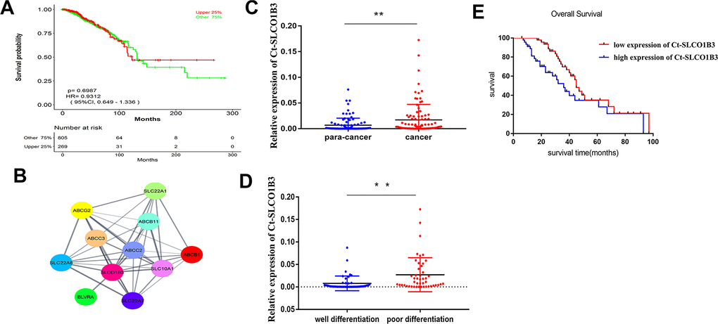 The expression of Ct-SLCO1B3 in human CRC and its correlation with tumor differentiation and survival. (A) The relationship between OS and Ct-SLCO1B3 expression in CRC patients was assessed by assessing the mechanism of SLCO1B3 in colorectal cancer acceleration. GSE123734 dataset from the GEO database was downloaded that comprised of colorectal cancer samples. (B) Cytoscape and cytoHubba were used to catch the Hub genes based on GSE123734. As a result, the SLCO1B3 gene with the highest score was considered a hub gene involved in the cell-matrix adhesion and MMPs pathway on GSE123734. (C) The Ct-SLCO1B3 expression in cancer and adjacent normal tissues by qRT-PCR. n=96. **P D) In poorly differentiated CRC, higher expression of SLCO1B3 and in moderately well-differentiated CRC reduced expression of SLCO1B3 has been noticed significantly. **P E) Overall survival analysis of SLCO1B3 expression in cancer tissues based one the collected clinical sample revealed that the high expression level of SLCO1B3 was associated with a lower overall survival rate. The median SLCO1B3 expression level was used as the cutoff for splitting high-expression and low-expression.