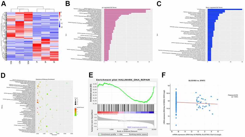 Bioinformatics analysis of GSE163396. Microarray data analysis was performed to investigate the molecular mechanisms underlying the function of SLCO1B3. (A) Heatmap of 286 differentially expressed genes from GSE163396 dataset (with 125 highly expressed genes and 161 lowly expressed genes). (B–D) GO functional enrichment and KEGG pathway analysis were performed based on DEGs from GSE163396 dataset. Partial results of the upregulated GO pathways were shown in panel B, the downregulated GO pathways were shown in panel C, and the KEGG pathway was illustrated in panel D. (E) Gene Set Enrichment Analysis (GSEA) revealed that most DEGs associated with the STAT3 signaling pathway were enriched in the SLCO1B3 gene. (F) The co-expression analysis revealed a positive association between the SLCO1B3 and STAT3 activation.