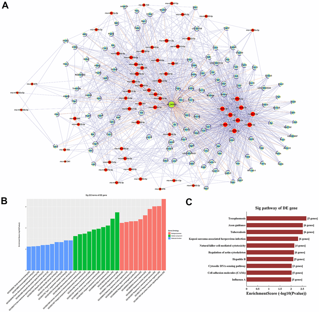 LncRNA-XR