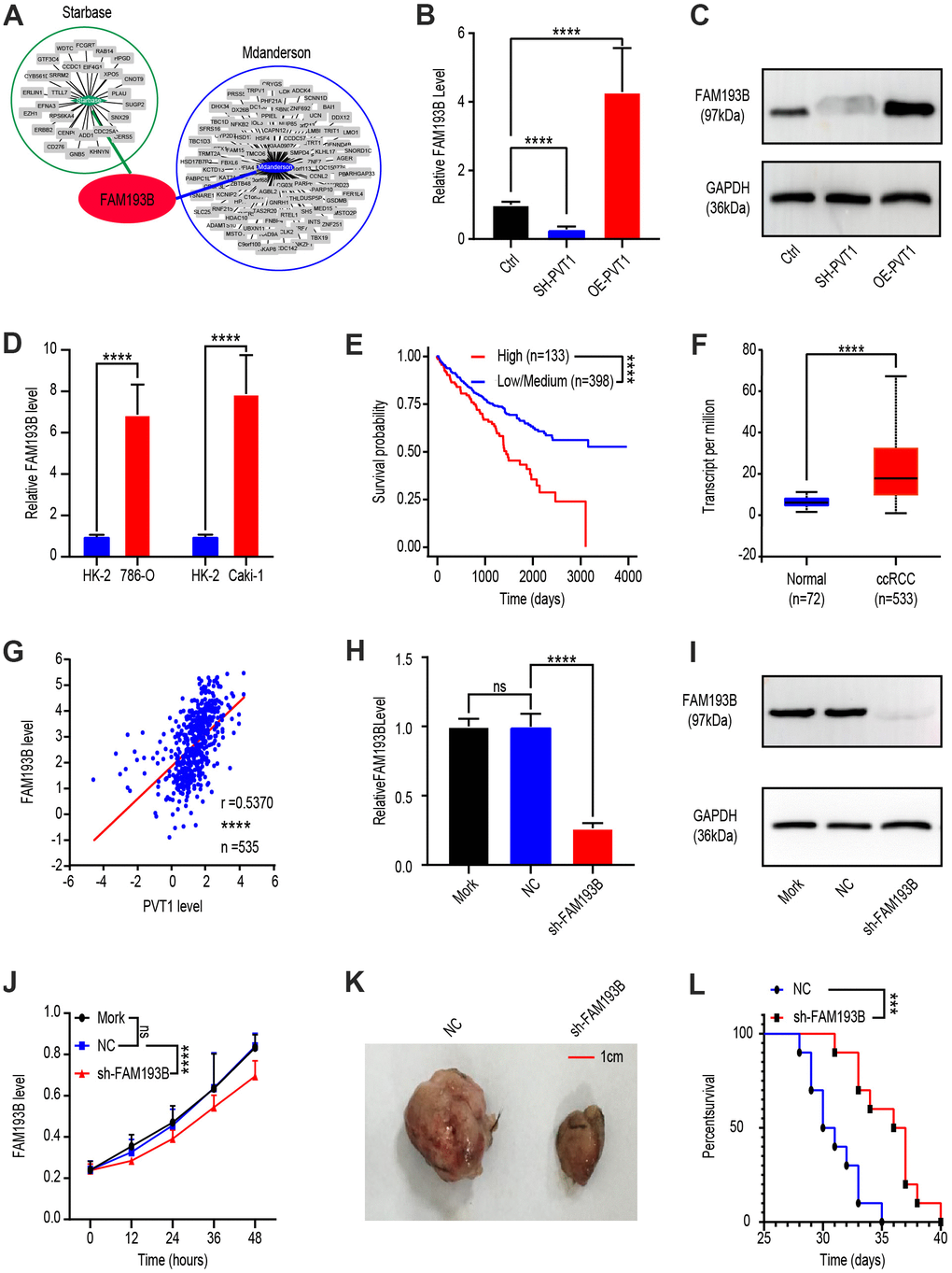 Effect of PVT1 target gene, FAM193B, on ccRCC cell proliferation in vitro and in vivo. (A) Potential target gene of PVT1 was calculated and overlapped according to Starbase and MD Anderson databases. (B) FAM193B levels were determined by qRT-PCR after treatment with lentivirus vector, SH-PVT1 lentivirus or OE-PVT1 lentivirus for 24 hours. (C) Protein levels of FAM193B were determined by western blot after treatment with lentivirus vector, SH-PVT1 Lentivirus, or OE-PVT1 Lentivirus for 48 hours. (D) Relative FAM193B levels in 786-O and Caki-1 cells compared to HK-2 cells. (E) ccRCC patients were divided into high FAM193B (n=398) and low FAM193B group (n=133) and survival times were recorded according to TCGA database. (F) Transcript levels of FAM193B in normal renal tissues (n=72) and ccRCC patients (n=533) according to TCGA database. (G) Interrelationship of PVT1 and FAM193B in ccRCC tissues (n=535) according to TCGA database. (H) FAM193B levels were determined by qRT-PCR after treatment with Mork, Lentivirus vector or SH-FAM193B Lentivirus for 24 hours. (I) Protein levels of FAM193B were determined by western blot after treatment with Mork, Lentivirus vector, or SH-FAM193B lentivirus for 48 hours. (J) Cell viability was determined by CCK-8 assay after treatment with Mork, Lentivirus vector, or SH-FAM193B lentivirus and recorded every 12 hours. (K) Tumor shape and size of ccRCC xenograft models harboring tumors generated by cells treated with Mork, Lentivirus vector, or SH-FAM193B lentivirus for 30 days. (L) Survival time of ccRCC xenograft models harboring tumors generated by cells treated with Mork. Mean ± SEM, ***P 