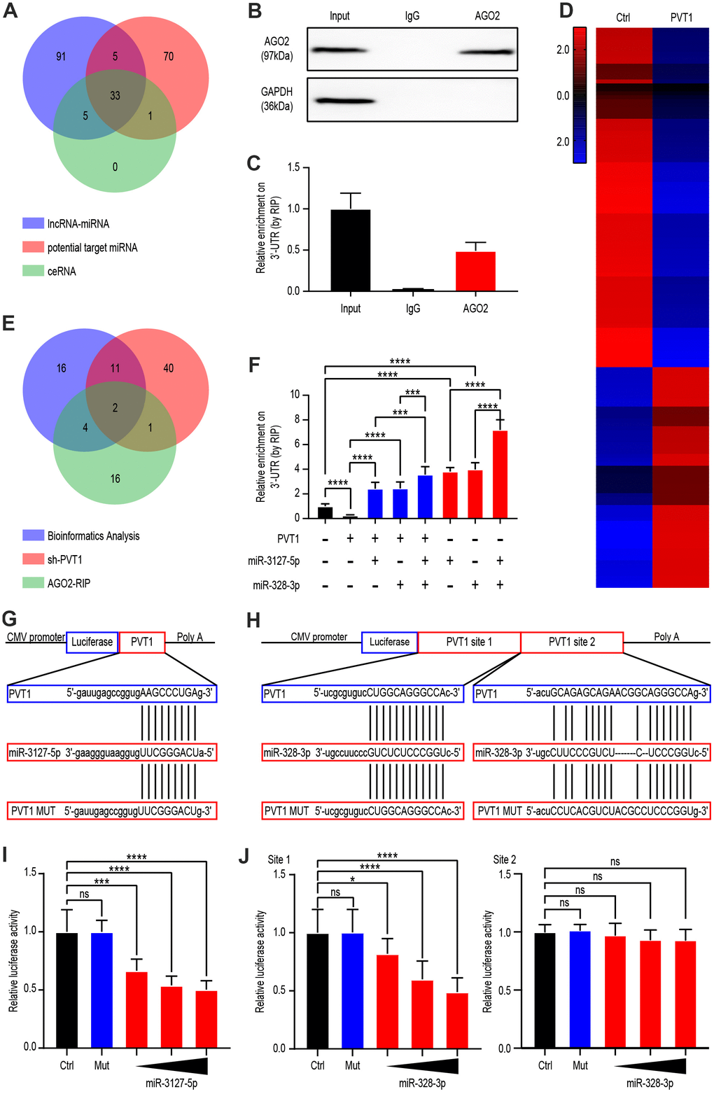 PVT1 regulated miR-3127-5p and miR-328-3p by serving as a sponge gene. (A) Venn diagram showing the over-lapping of potential target miRNAs of PVT1 according to Starbase database. (B) Co-IP and western blot assays indicating the interaction between AGO2 and HuR in AGS cells. (C) RIP and qRT-PCR assays revealing the endogenous binding of AGO2 to the 3’-UTR of target genes in Caki-1 cells. (D) Heatmaps showing 142 differentially expressed genes (fold change > 2.0, P E) Venn diagram showing the over-lapping of RNA-seq results from Caki-1 cells stably transfected with sh-PVT1 lentivirus, RIP assays, and potential target miRNAs from Figure 2A. (F) RIP and qRT-PCR assays revealing the endogenous binding 3’-UTR of target genes in Caki-1 cells transfected with Mock, PVT1, or miRNA mimics (100 nmol/L). (G) Schematic view of miR-3127-5p putative targeting site in the WT and MUT 3’UTR of PVT1. (H) Schematic view of miR-328-3p putative target site in the WT and MUT 3’UTR of PVT1. (I) Luciferase activity assay in 293 T cells transfected with luciferase reporter plasmids harboring PVT1 3’UTR (WT or MUT) and control miRNA or miR-3127-5p. (J) Luciferase activity assay in 293 T cells transfected with luciferase reporter plasmids harboring PVT1 3’UTR (WT or MUT) and control miRNA or miR-328-3p. Mean ± SEM, ***P 