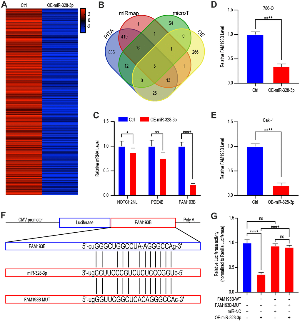 FAM193B is a miR-328-3p target gene by binding to 3’UTR site. (A) Heat map of down-regulated genes in Caki 1 cells treated with OE-miR-328-3p lentivirus compared with cells treated with lentivirus vector (fold change > 2.0, P B) Venn diagram showing the over-lapping of potential target genes of miR-328-3p in the results of gene chip assay and bioinformatic analysis of PITA, miRmap, and microT. (C) qRT-PCR assays of potential target genes, NOTCH2NL, PDE4B, and FAM193B, in 293T cells treated with lentivirus vector or OE-miR-328-3p lentivirus. (D, E) 786-O and Caki 1 cells treated with lentivirus vector or OE-miR-328-3p lentivirus for 24 hours. FAM193B levels were determined by qRT-PCR. (F) Schematic view of putative miR-328-3p targets in the WT and MUT 3’UTR of FAM193B. (G) Luciferase activity assay of 293 T cells transfected with luciferase reporter plasmids harboring FAM193B 3’UTR (WT or MUT) and control miRNA or miR-328-3p. Mean ± SEM, ** P 