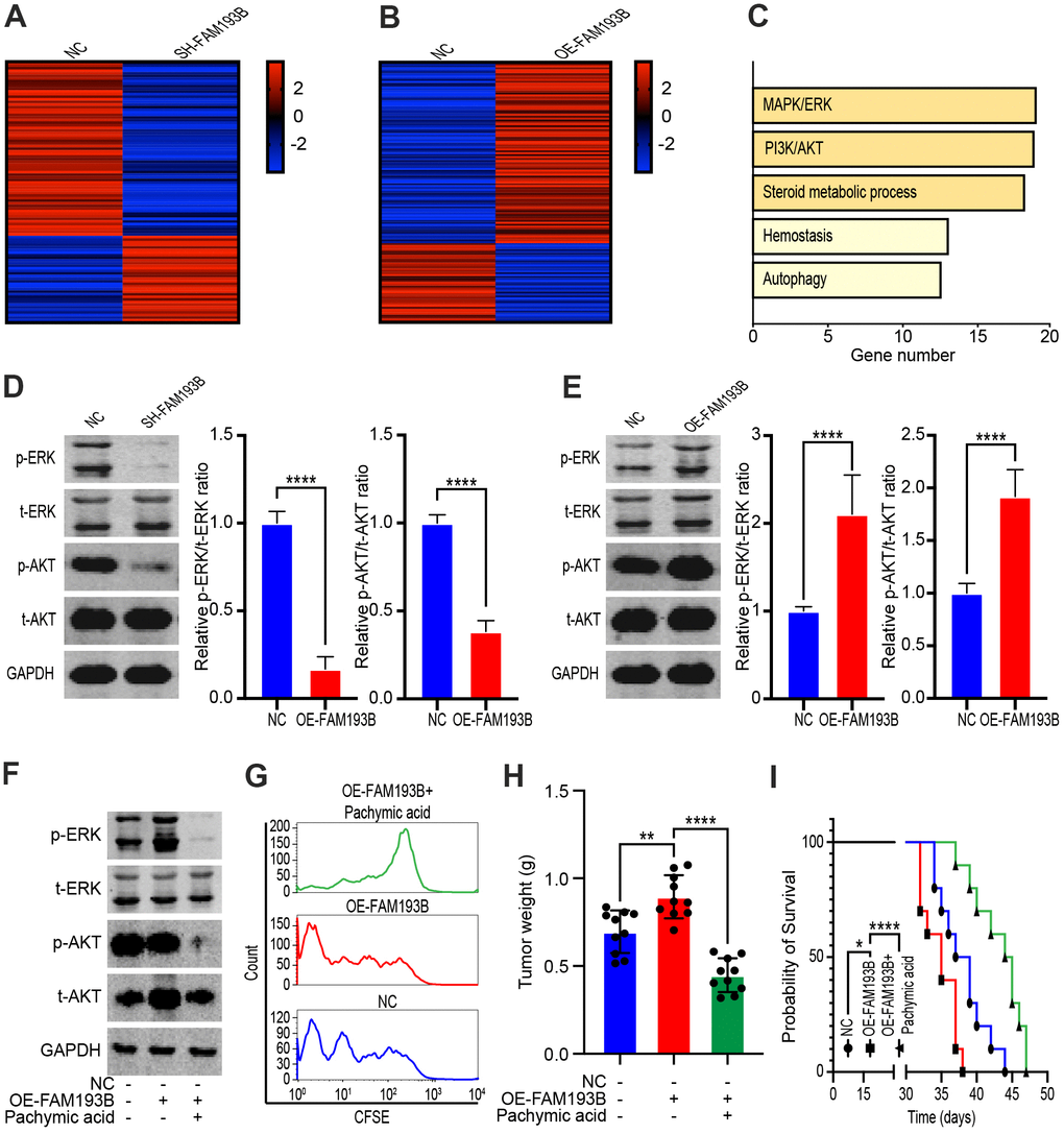 FAM193B promoted ccRCC proliferation by activating the MAPK/ERK and PI3K/AKT pathways. (A, B) Heatmap of differentially expressed genes in DU 145 transfected with SH-FAM193B lentivirus (A) or OE-FAM193B lentivirus (B) compared with empty lentivirus vector-transfected cells. (C) Gene enrichment analysis of differentially expressed genes regulated by FAM193B. D, E. The Caki-1 cells were treated with SH-FAM193B lentivirus (D) or OE-FAM193B lentivirus (E), and cell lysates were then subjected to western blot analysis to determine the levels of phosphor-ERK (p-ERK), total ERK (t-ERK), phosphor-AKT (p-AKT), and total AKT (t-AKT) compared with those in cells treated with empty lentivirus vector. (F) The levels of phosphor-ERK (p-ERK), total ERK (t-ERK), phosphor-AKT (p-AKT), and total AKT (t-AKT) in Caki-1 cells treated with OE-FAM193B lentivirus and/or PA compared with those in empty lentivirus vector-treated cells. (G) Fluorescence attenuation in CFSE-labeled-Caki-1 cells following OE-FAM193B lentivirus and/or PA treatment for 48 hours compared with that in empty lentivirus vector-treated cells. (H) Tumor weight of ccRCC xenograft models harboring tumors generated by cells treated with OE-FAM193B lentivirus and/or PA for 30 days compared with those in mice harboring tumors generated by empty lentivirus vector-transfected cells. (I) Survival time of ccRCC xenograft models. Mean ± SEM, ****P 