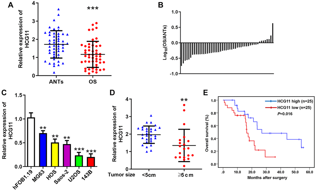 HCG11 expression is decreased in OS and closely related to clinical factors. (A) HCG11 expression in OS tissues and ANTs was analyzed by qRT-PCR. (B) The ratio of relative HCG11 expression in OS tissues versus ANTs shown on the logarithmic scale. (C) HCG11 expression in OS cell lines (MG63, HOS, Saos-2, U2OS and 143B) and human osteoblast cell line (hFOB1.19) was analyzed by qRT-PCR. (D) HCG11 level in tumors ≥ 5cm and E) Overall survival of OS patients was analyzed by the Kaplan-Meier method. **P ***P 