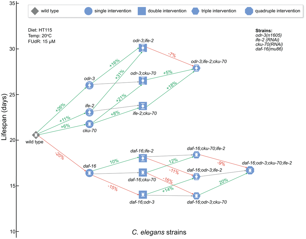 Network schematic representation of the strains analyzed in this study and of the effects of each genetic intervention. Nodes represent the strains as follows: diamond for WT, circle for single gene interventions, square for double gene interventions, hexagon for triple gene interventions, and octagon for quadruple gene interventions. Nodes are positioned on the vertical axis according to their respective mean lifespan. Edges between worm strains are colored depending on the gain (or loss) in lifespan extension: increase (green), decrease (red) and small or non-significant change (gray). The extent of the change is included on the edge as a percentage increase/decrease between the origin and destination nodes of the edge. odr-3 and daf-16 denote mutants containing the odr-3(n1605) and daf-16(mu86) mutations; ife-2 and cku-70 denote animals in which these genes were modulated by RNAi bacteria. The white bars inside of the nodes indicate the mean ± SEM.