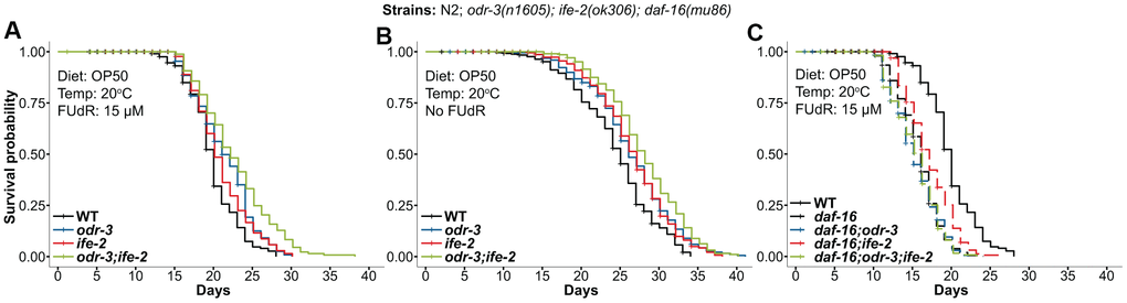 Kaplan-Meier survival curves for animals containing the odr-3(n1605) and ife-2(ok306) mutations. (A) odr-3(n1605); ife-2(ok306) single and double mutants, cultivated in the presence of FUdR. (B) odr-3(n1605); ife-2(ok306) single and double mutants, cultured without FUdR. (C) Lifespan comparisons for odr-3 and ife-2 in the daf-16(mu86) background. (A–C) Dashed lines are used for odr-3(n1605) and ife-2(ok306) mutants tested in the daf16(mu86) genetic background, while continuous lines are used for WT or single/double odr-3 and ife-2 mutants tested in the WT background. All cohorts were fed OP50 and kept at 20° C. All lifespan values can be viewed in the Supplementary Table 1.