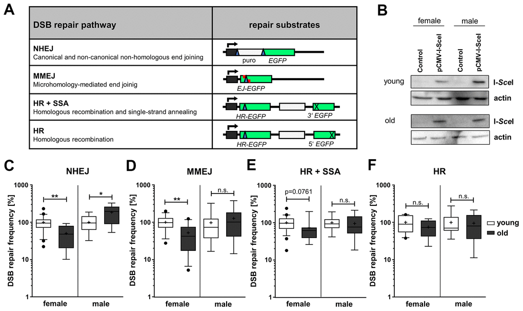 DSB repair pathway activities in PBL from different age groups. (A) DSB repair substrates. To detect NHEJ we used the reporter plasmid EJ5SceGFP, containing two tandem I-SceI cutting sequences flanking a spacer separating the transcriptional promoter from the EGFP coding sequence. For MMEJ we employed substrate EJ-EGFP harboring a mutated EGFP gene, with an I-SceI site flanked by 5 bp sequence repeats. Substrates HR-EGFP/3'EGFP and HR-EGFP/5'EGFP both contain EGFP lacking 4 bp at the position, where the I-SceI site was inserted. For detection of homologous repair (HR+SSA) substrate HR-EGFP/3'EGFP additionally contains 3'EGFP mutated at the start codon, while HR substrate HR-EGFP/5'EGFP contains 3’ truncated 5’EGFP. I-SceI site, blue triangle; cross, inactivating mutation/truncation; green bars, EGFP variants; white bars, spacer sequences; grey bar with kinked arrow, transcriptional promoter. (B) I-SceI protein levels were analyzed by Western Blotting. Shown are representative blots of each age group and gender. (C–F) DSB repair activity measurements. DSB repair frequencies by NHEJ (C), MMEJ (D), HR+SSA (E) and HR (F) are shown in box plots with mean value (cross), median (line) and 95% Cl (whiskers). Data was generated from samples of 7-24 female and 7-15 male donors per age group and normalized to the mean of young donors for each sex group on the experimental day (Supplementary Table 1). The absolute mean DSB repair frequencies for young donors set to 100% were: (C) NHEJ, 8.00 x 10-2 (female) and 2.80x10-2 (male); (D) MMEJ, 0.12x10-2 (female) and 0.13x10-2 (male); (E) HR+SSA, 0.78x10-2 (female) and 0.49x10-2 (male); (F) HR, 0.19x10-2 (female) and 0.18x10-2 (male) (Supplementary Table 1).