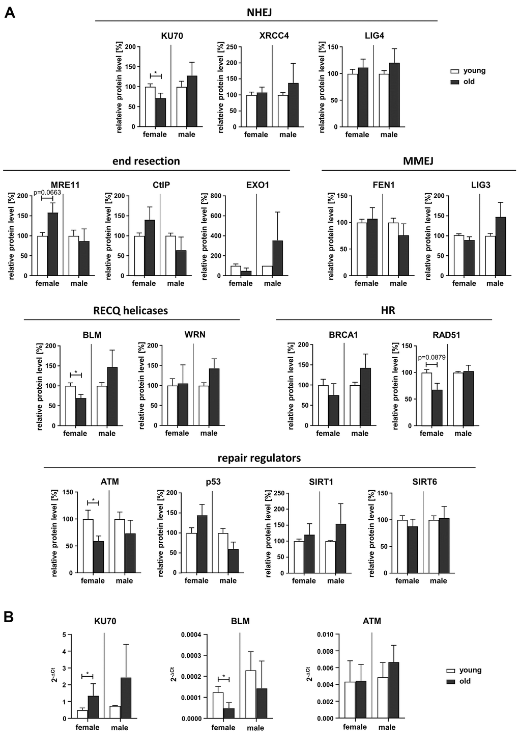 Expression of DDR proteins. (A) Protein levels of DDR factors were determined by Western Blotting (representative blots are shown in Supplementary Figure 5). Protein band intensities were quantified and normalized to loading controls. Normalized values for PBL derived from young female or male donors respectively were set to 100% for each blot. Columns, means of relative protein levels; bars, SEM from 1-11 donors per age group (Supplementary Table 1). (B) mRNA levels of KU70, BLM and ATM determined by RT-qPCR. Columns, mean 2-ΔCt values; bars, SD; female: n=3 (young), n=5 (old); male: n=3 (young), n=4 (old) (Supplementary Table 1).