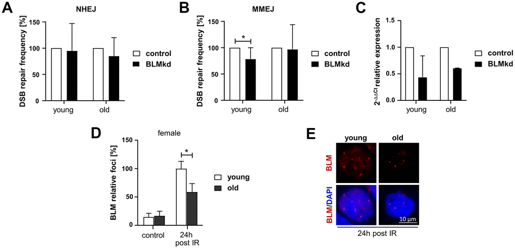 Analysis of BLM-dependent DSB repair and BLM foci formation in PBL from female donors. (A–C) DSB repair activity measurements. Cultivated PBL were nucleofected with a DNA mixture containing pCMV-I-SceI, repair substrate EJ5SceGFP (NHEJ) (A) or EJ-EGFP (MMEJ) (B), pBS or wild-type EGFP expression plasmid and knockdown (kd) plasmids silencing BLM or empty vector controls. Mean values for samples nucleofected with control plasmid were set to 100% for each donor. Columns, mean values; bars, SD; n=4-9 donors; *, pSupplementary Table 1) (C) quantitative PCR analysis of BLM expression to validate knockdown efficiency. Columns, mean relative expression; bars, SD; female: n=4 (young), n=2 (old). (D, E) BLM foci formation. BLM was immunocytochemically detected 24h post IR. Foci numbers of 50-200 nuclei per donor were scored. (D) Columns, mean values; bars, SEM; female: n=13 (young), n=11 (old) (Supplementary Table 1). (E) Representative immunofluorescence images of nuclei with IR-induced BLM foci.