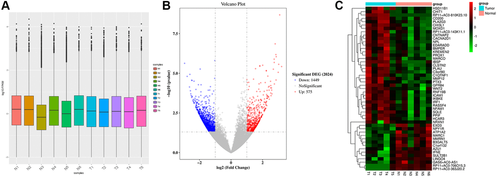 Raw data preprocessing and DEGs screening. (A) The distribution of gene expression levels in the samples was relatively uniform. (B) A total of 2024 DEGs were obtained between Normal group (N, n = 6) and Tumor group (T, n = 5). 1449 DEGs were down-regulated, and 575 DEGs were up-regulated. (C) Heatmap shows the DEGs.