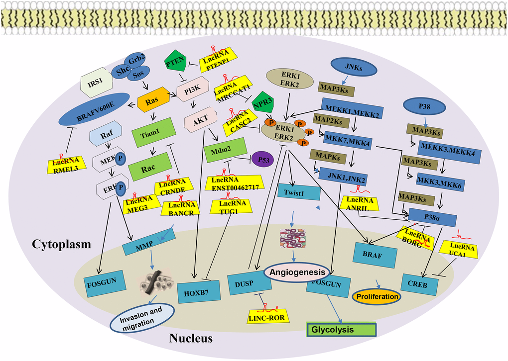 MAPK signaling pathway of LncRNA in lung cancer.