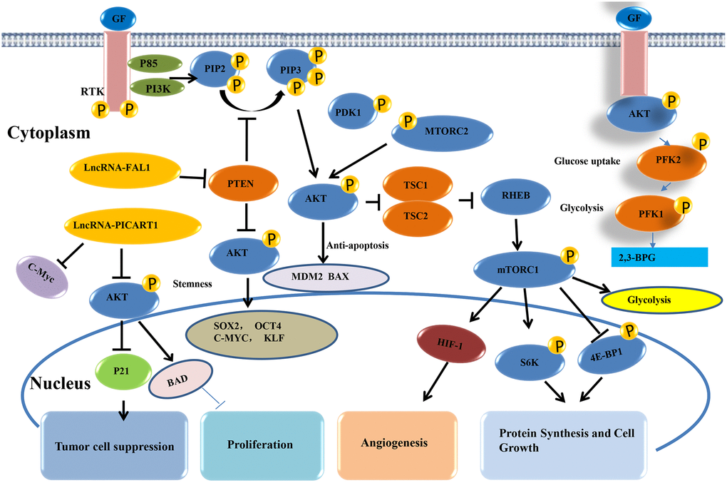 AKT signaling pathway of lncRNAs in lung cancer.