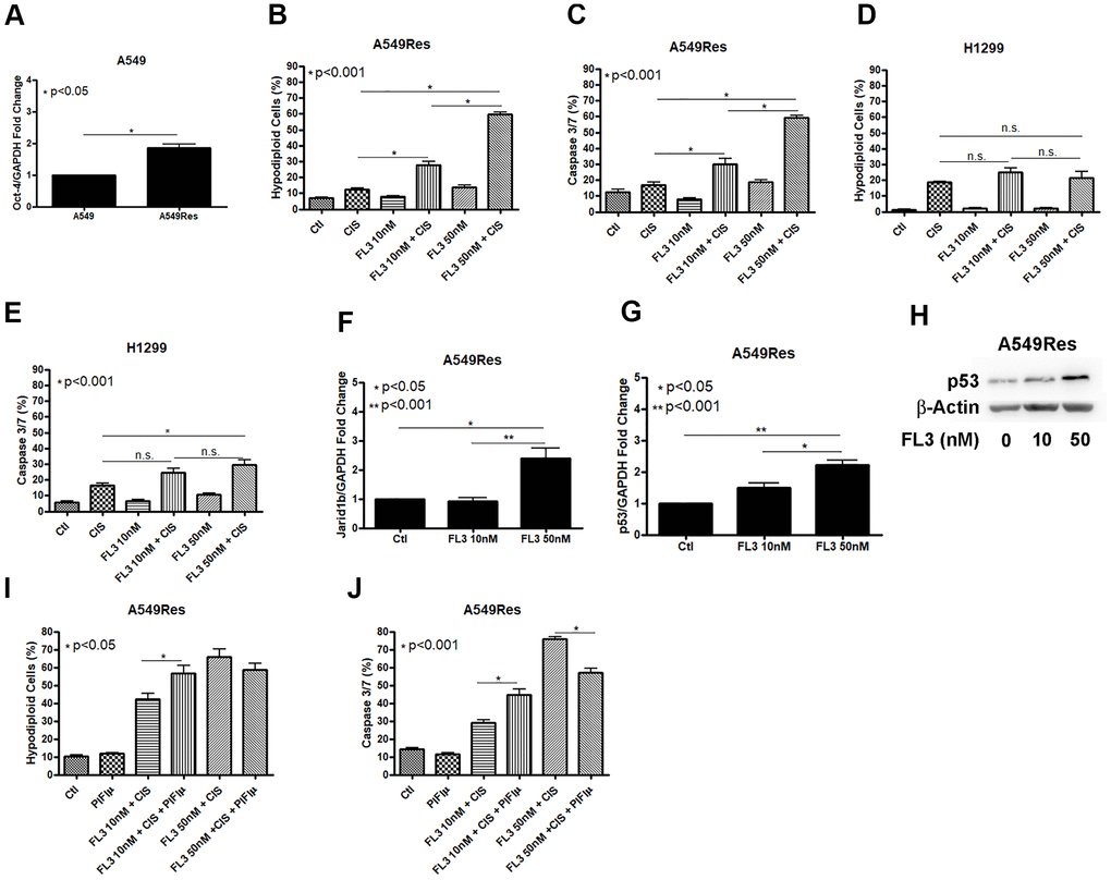 FL3 sensitizes A549Res cells but not H1299 cells to cisplatin. Sub-lethal treatment with cisplatin increased Oct-3 expression in A549Res cells (pA). The synthetic flavagline FL3 sensitized A549Res cells to cisplatin as measured by DNA fragmentation (pB) and caspase 3 and 7 activation (pC), Treatment with 50nM of FL3 combined with cisplatin did not increase DNA fragmentation on H1299, but increased caspase 3 and 7 activation, when compared to cisplatin alone (pD, E, respectively). In A549 cells, Jarid1b expression is increased upon FL3 treatment (pF). However, P53 expression is also increased upon FL3 treatment (pG, H). P53 inhibition by pifithrin-μ does not protects A549Res to cisplatin-induced cell death through DNA fragmentation assay but caspase 3 and 7 activation is lowered (pI, J, respectively). Data represent the mean of three independent experiments. FL3 treatment was kept during all experiment for H1299 and A549Res cells.