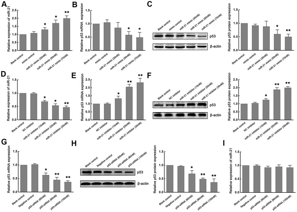 Overexpression of miR-21 down regulated p53 expression, while inhibition of miR-21 up regulated p53 expression following ischemia in vitro. (A) The modulation of miR-21 expression by transfecting different concentrations of miR-21 mimics into primary cultured neurons was confirmed by qRT-PCR. (B, C) The expression of p53 mRNA (B) and protein (C) in neurons decreased in a concentration-dependent manner with the increase of the concentration of miR-21 mimics. (D) The modulation of miR-21 expression by transfecting different concentrations of miR-21 inhibitors into primary cultured neurons was confirmed by qRT-PCR. (E, F) The expression of p53 mRNA (E) and protein (F) in neurons increased in a concentration-dependent manner with the increase of the concentration of miR-21 inhibitors. (G, H) The modulation of p53 mRNA (G) and protein (H) levels by transfecting different concentrations of p53-siRNAs into primary cultured neurons were confirmed by qRT-PCR and western blot. (I) qRT-PCR showed that the expression level of miR-21 did not change significantly with the decrease of p53 expression. All experiments were independently repeated three times. *, compared with blank control. *P≤0.05; **P≤0.01.