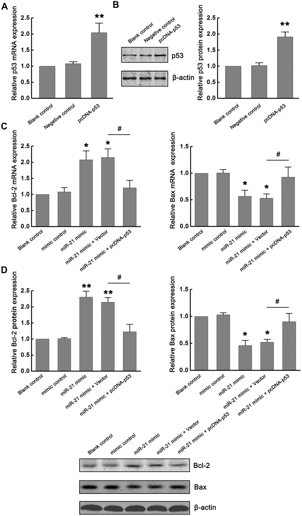 miR-21/p53 axis regulated Bcl-2/Bax following ischemia in vitro. (A, B) The modulation of p53 mRNA and protein expression by transfecting pcDNA-p53 into primary cultured neurons were confirmed by qRT-PCR (A) and western blot (B). (C, D) Effect of miR-21/p53 axis on the mRNA (C) and protein (D) expression of Bcl-2 and Bax. All experiments were independently repeated three times. *, compared with blank control. *P≤0.05, **P≤0.01. #, compared with miR-21 mimic + vector group. #P≤0.05.