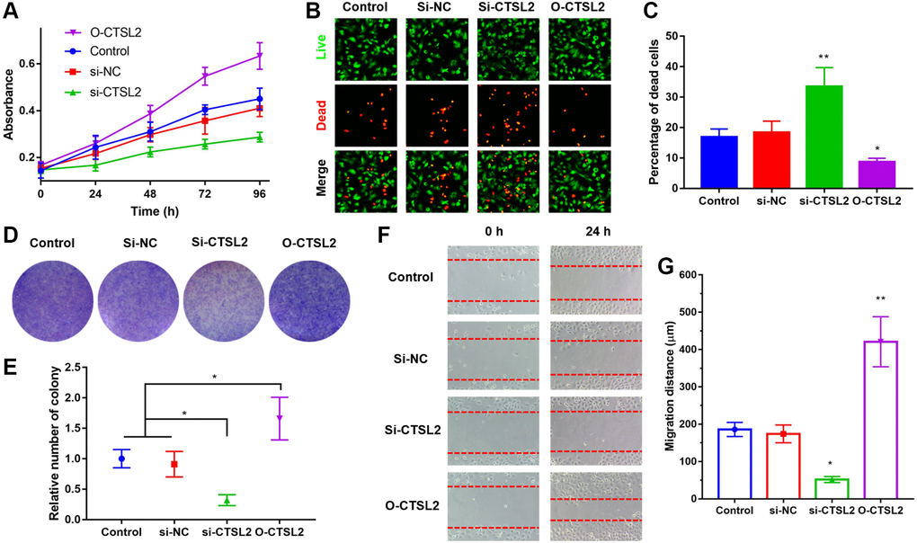 CTSL2 promoted cell proliferation and migration of LUAD cells. (A) CCK-8 proliferation curve of A549 cells; (B) Co-staining of calcein AM and PI of A549 cells, the live cells were stained with green fluorescence, and the dead cells were stained with red fluorescence; (C) Percentage of dead cells in different groups; (D) Colony formation of A549 cells; (E) Relative number of colonies in different groups; (F) Cell migration of A549 cells during 24 h; (G) Migration distance in different groups. *P **P 